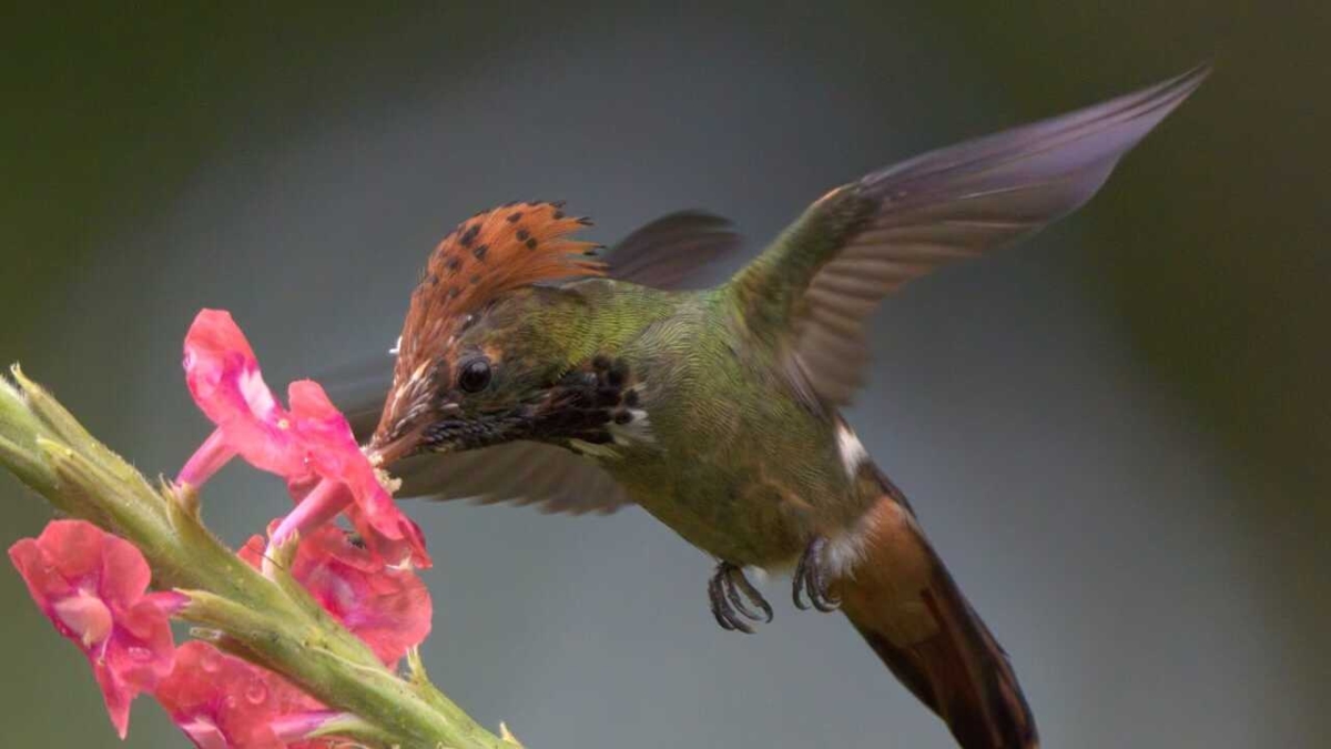 Ecco le 12 città della valle del Cauca dichiarate "città degli uccelli": ideali per l'ecoturismo.