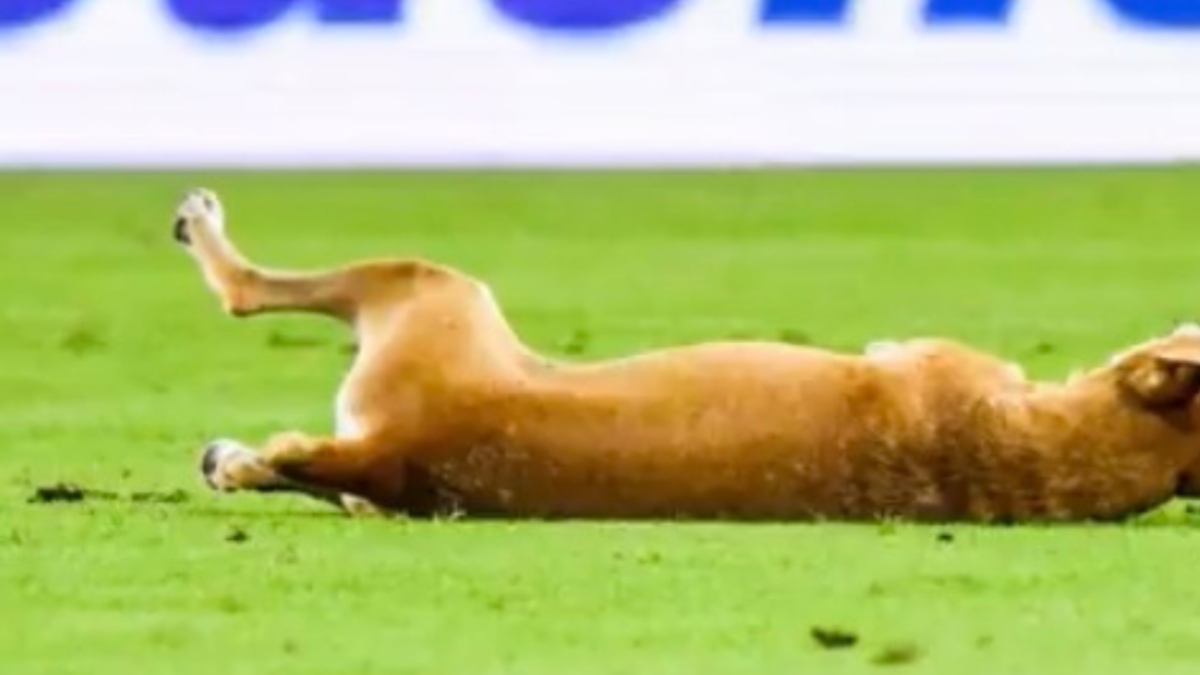 Sie nennen ihn „Neymar“: das Video des Hundes, der in einem Spiel ein Foul vortäuschte und die Herzen eroberte.