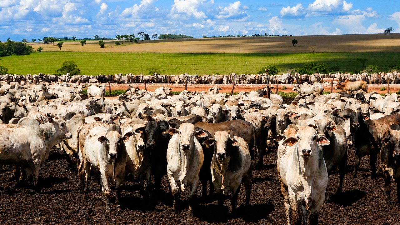 Die Erhöhung der Zölle zeigte, dass Brasilien – zumindest in einem Sektor – nicht so stark von den USA abhängig war.