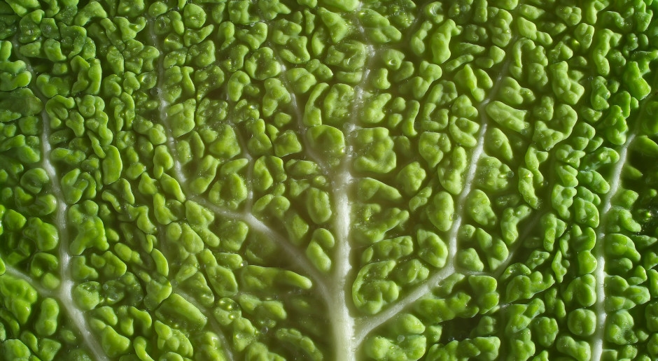 La révolution dans l'assiette ! Les scientifiques sont convaincus : changer son alimentation pourrait sauver des millions de vies et la planète.