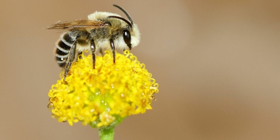 L'Université de Coimbra lance le « Guide des pollinisateurs du Portugal »