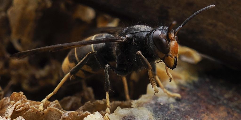 Alerji uzmanları, Asya eşek arısı sokmalarından kaynaklanan ölümlerin, bu arıların saldırılarında enjekte ettikleri büyük miktardaki zehirden kaynaklandığı konusunda uyarıyor.