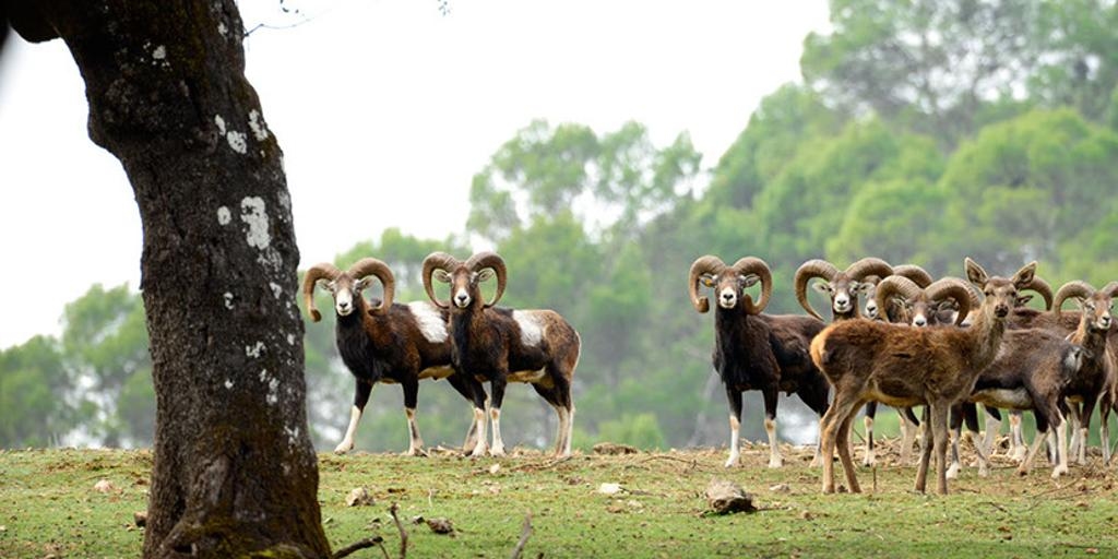 Die kleine „Safari“ Andalusiens, die man für 10 Euro mit dem Zug unternehmen kann