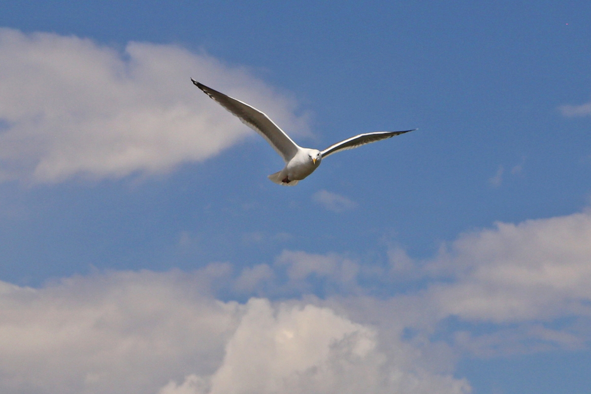 Möwen tragen Mikroplastik in ihren Mägen und vergiften damit Fische.