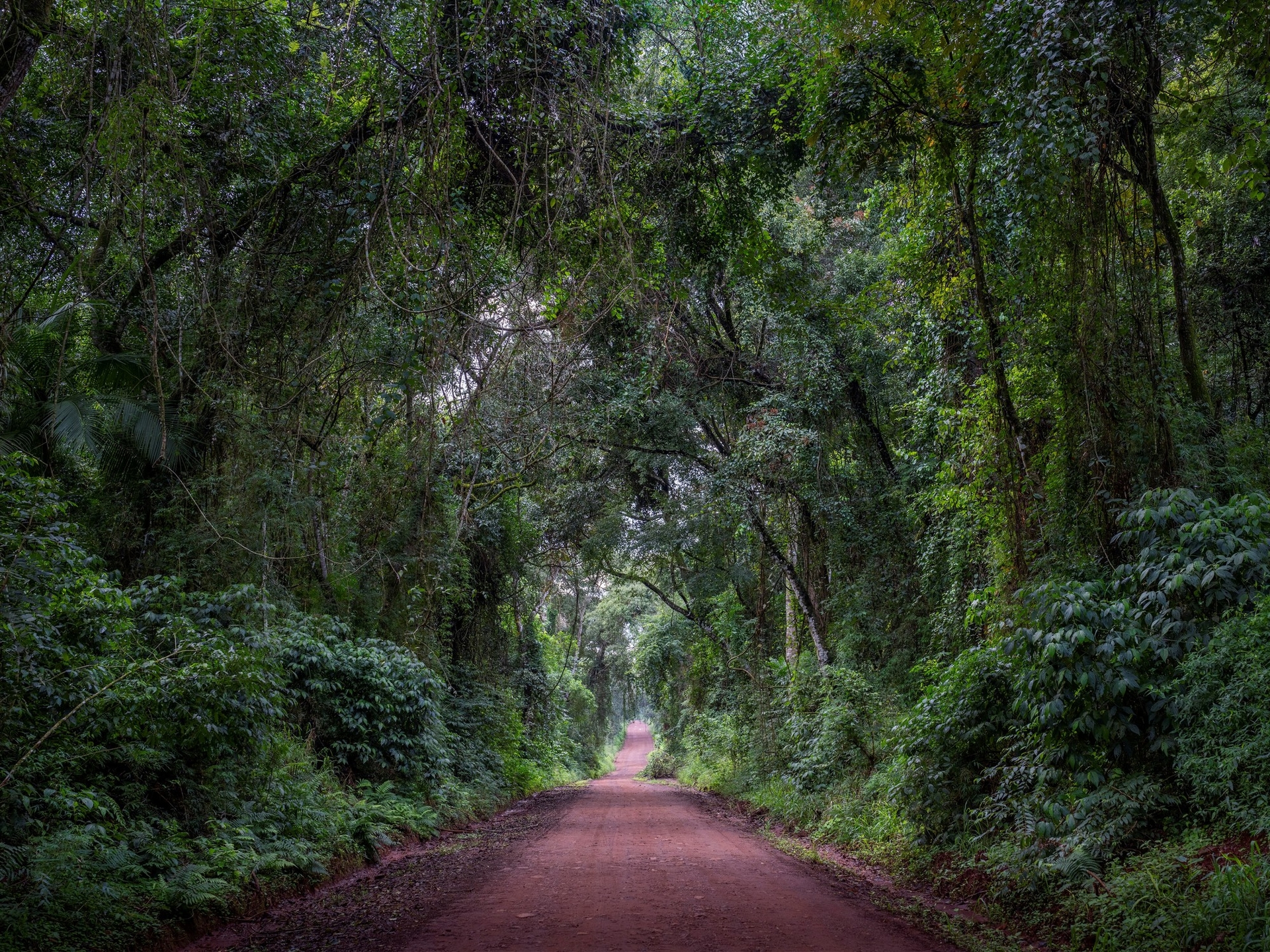 Najwyższy poziom luksusu w lesie deszczowym Misiones: spektakularny lodge, w którym każda willa ma prywatny basen, a wycieczki są szyte na miarę.