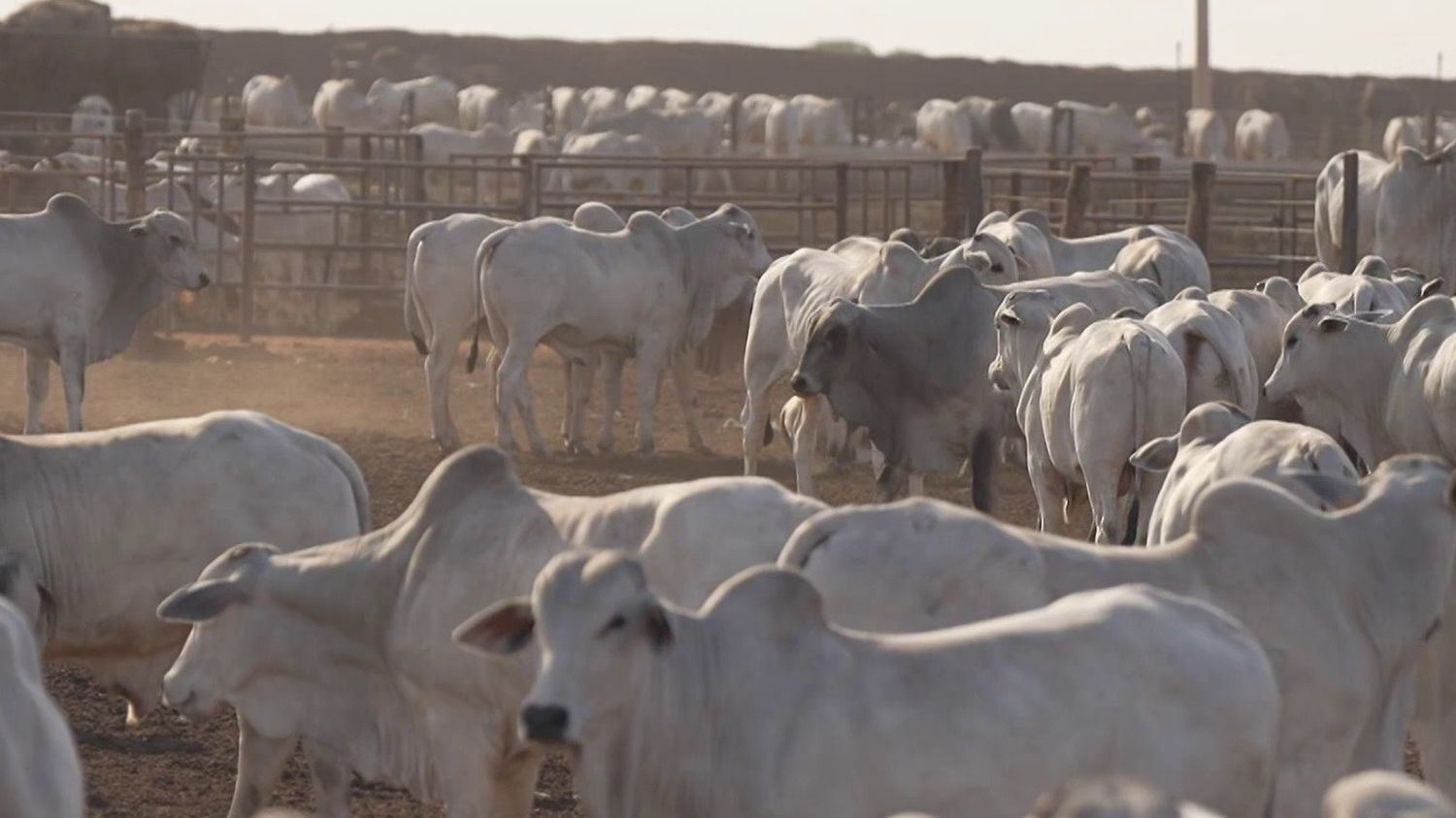 Mercosur : enquête sur la viande brésilienne qui pourrait se retrouver dans nos assiettes