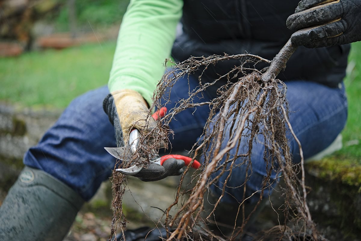 Что еще можно сделать в саду на этой неделе: 13 садовых работ на ноябрь
