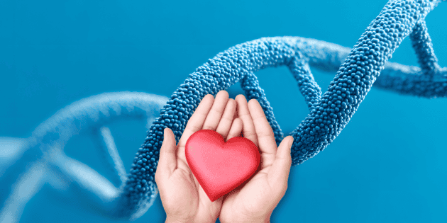 Wetenschap onthult hoe het hart hersteld kan worden na een hartaanval